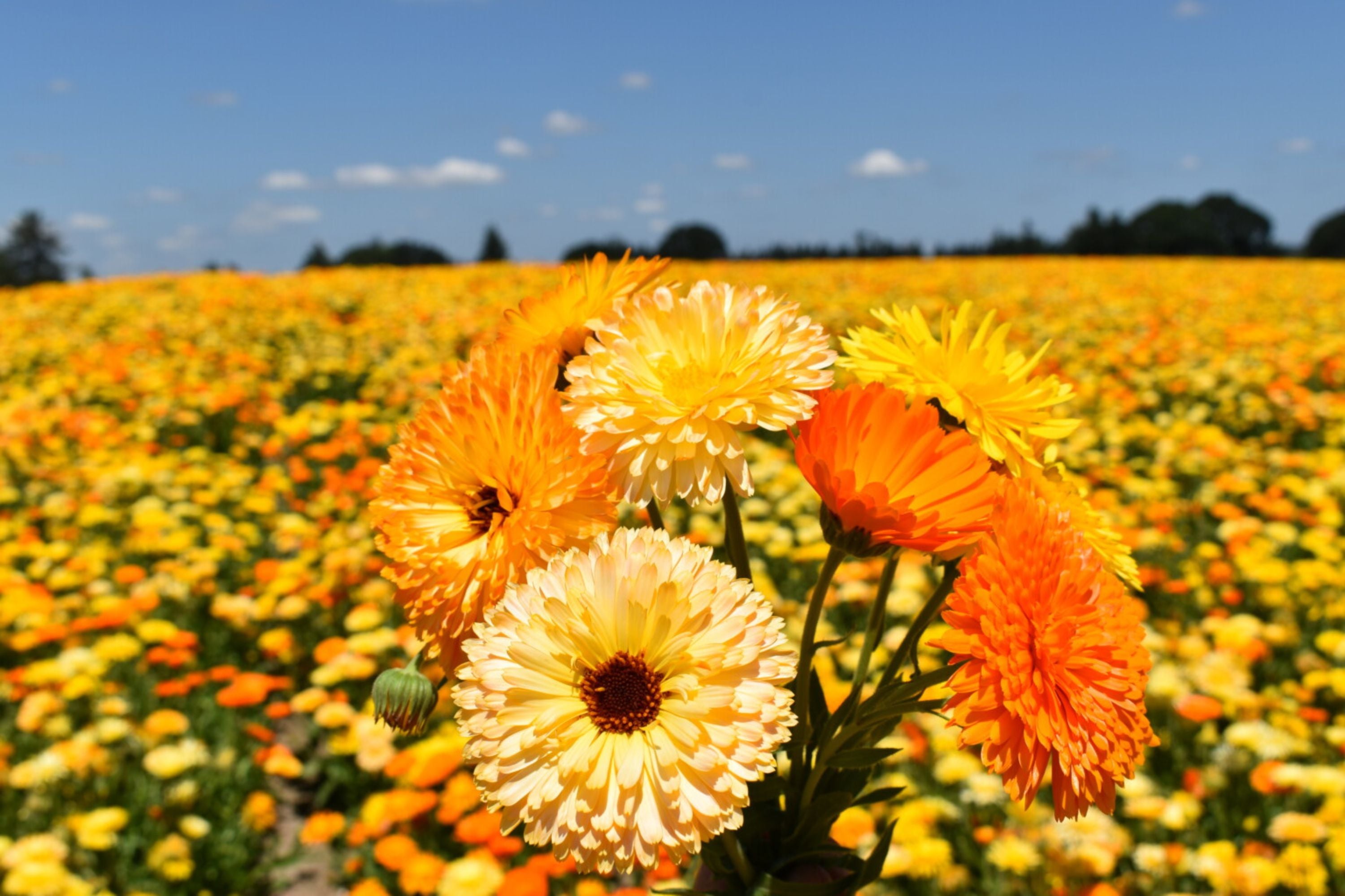 Pacific Beauty Mix Calendula Seeds | Non-GMO | Orange, Yellow, Cream Blooms | Edible Flowers |