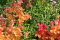 Chantilly Mix Snapdragon Seeds - 1000+ Seeds - Tall Cottage Flowers - USA Grown -  - Cut Flower Garden - Pollinator Friendly