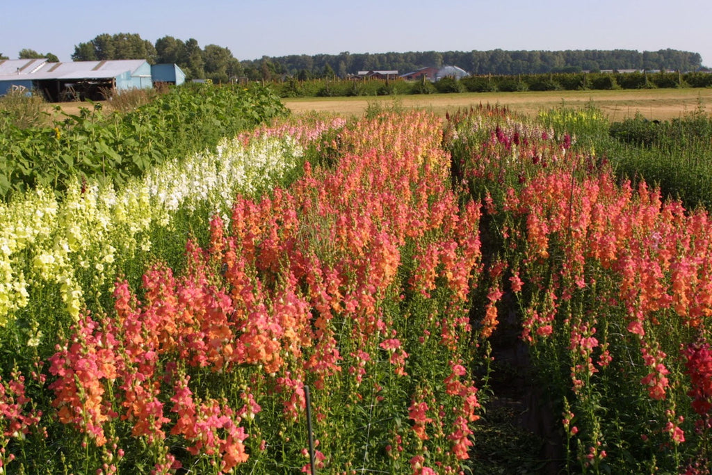 Chantilly Mix Snapdragon Seeds - 1000+ Seeds - Tall Cottage Flowers - USA Grown -  - Cut Flower Garden - Pollinator Friendly