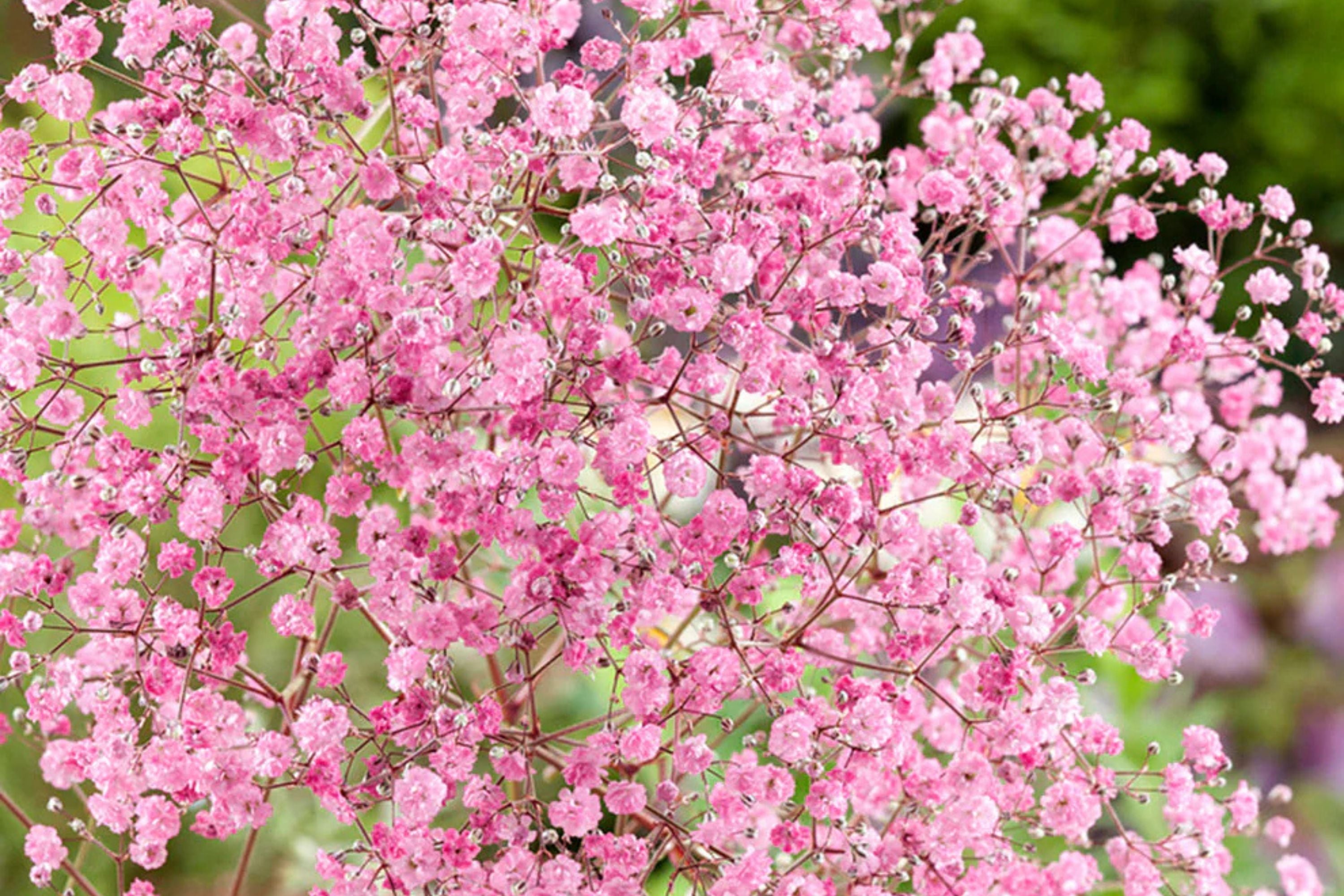 Pink Baby's Breath Seeds | Non-GMO | Light Pink Blooms | Cut & Dried Flowers |