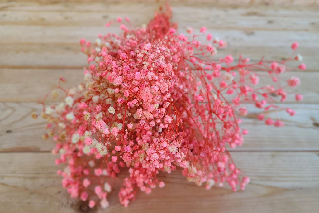 Pink Baby's Breath Seeds | Non-GMO | Light Pink Blooms | Cut & Dried Flowers |