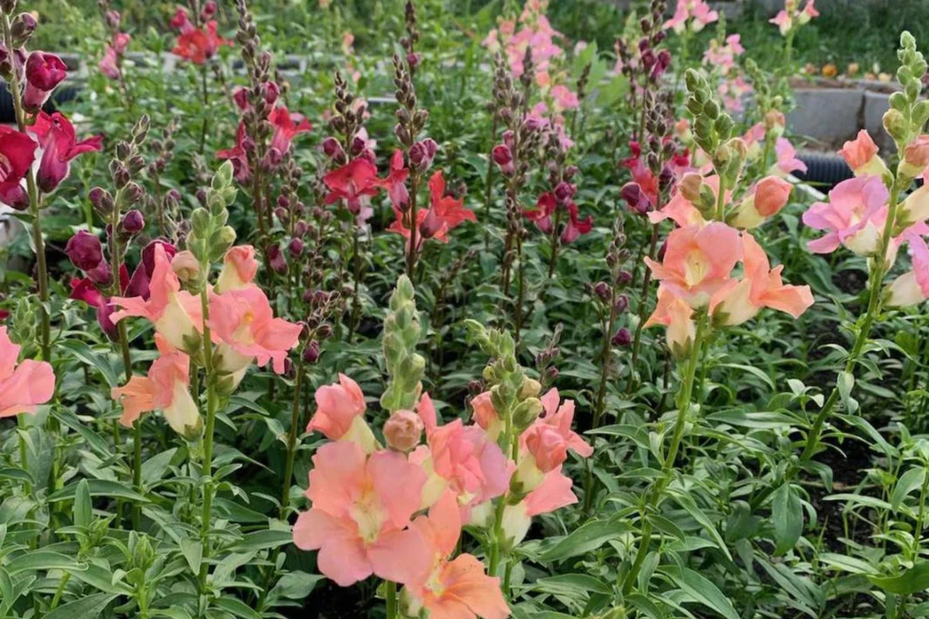 Chantilly Mix Snapdragon Seeds - 1000+ Seeds - Tall Cottage Flowers - USA Grown -  - Cut Flower Garden - Pollinator Friendly