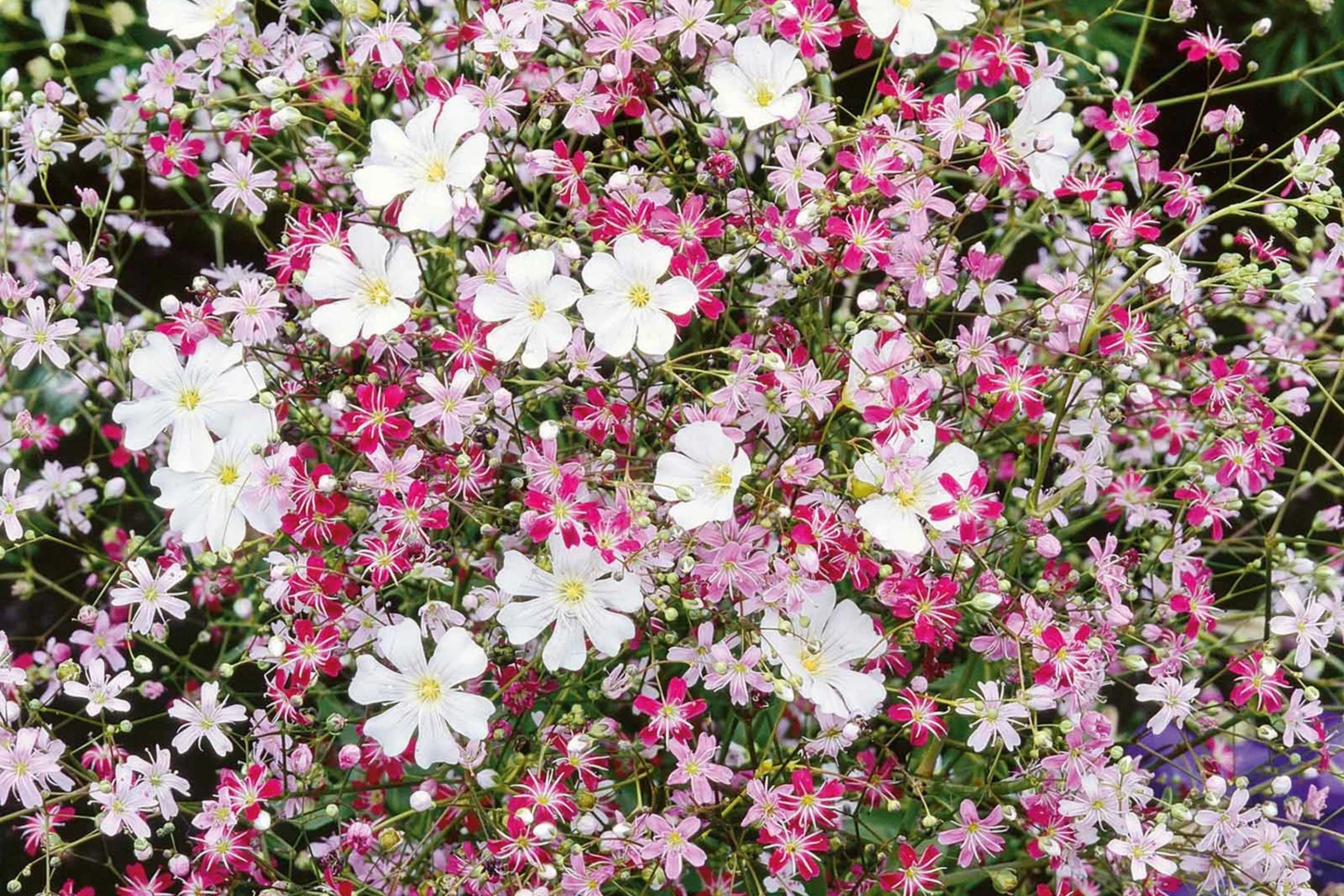 Pink Baby's Breath Seeds | Non-GMO | Light Pink Blooms | Cut & Dried Flowers |