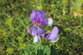 Perennial Sweet Pea 50 Seeds - Lathyrus Nervosus - Fragrant Vine -  - Cottage Garden - Trellis Climber - Non-GMO