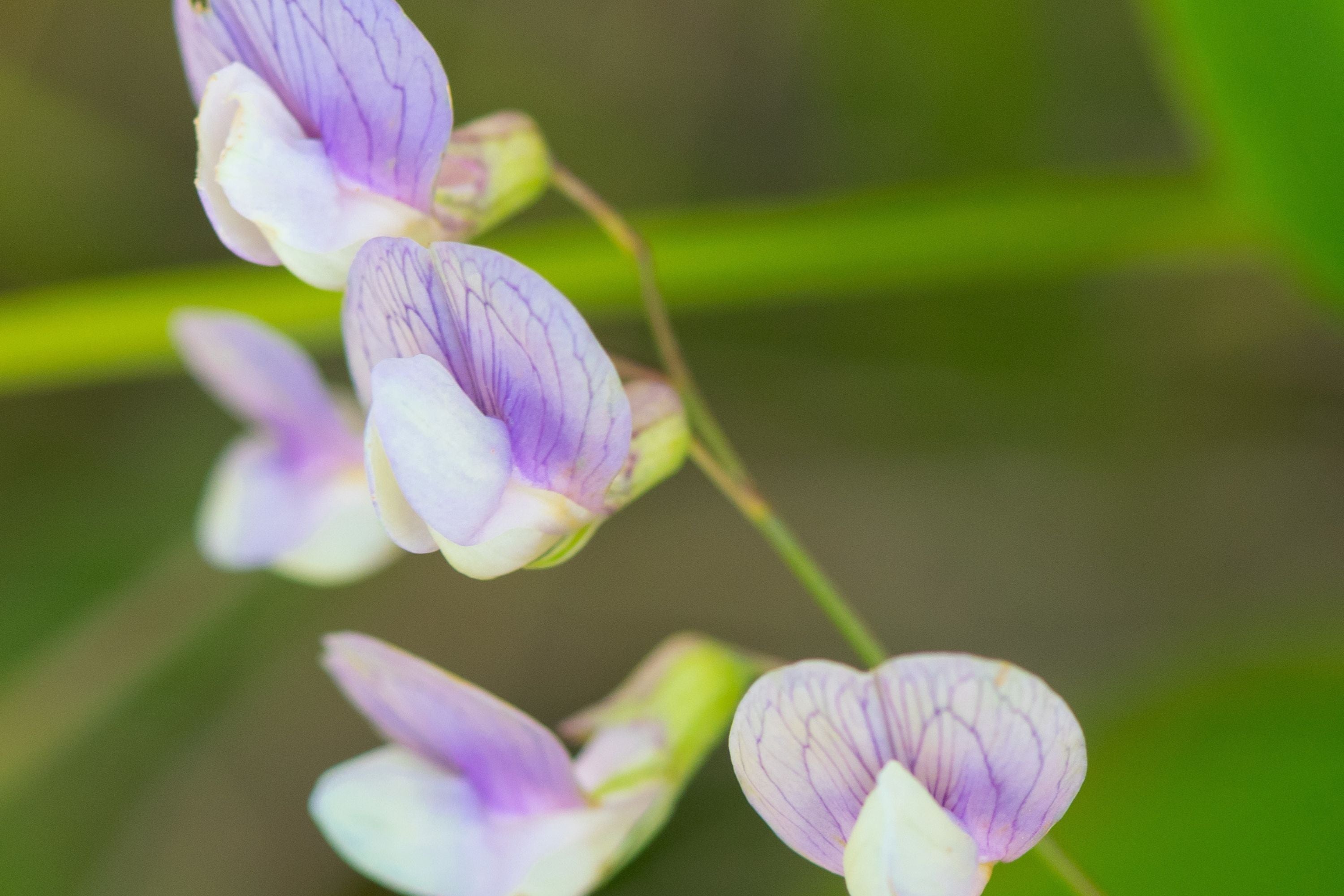 Perennial Sweet Pea 50 Seeds - Lathyrus Nervosus - Fragrant Vine -  - Cottage Garden - Trellis Climber - Non-GMO