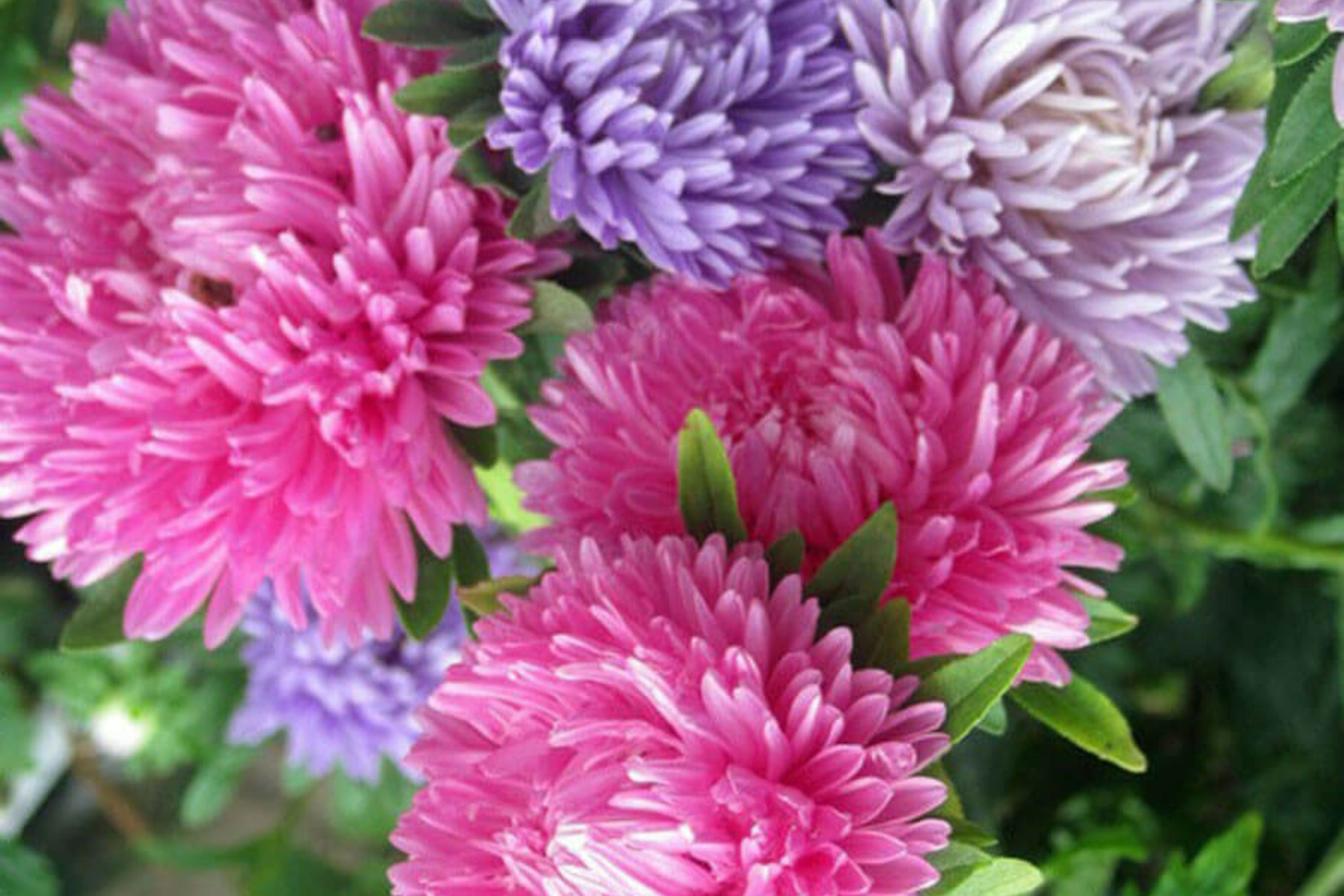 Giants of California Aster Seeds | Non-GMO | Pink, Purple, White Blooms | Cut Flowers |