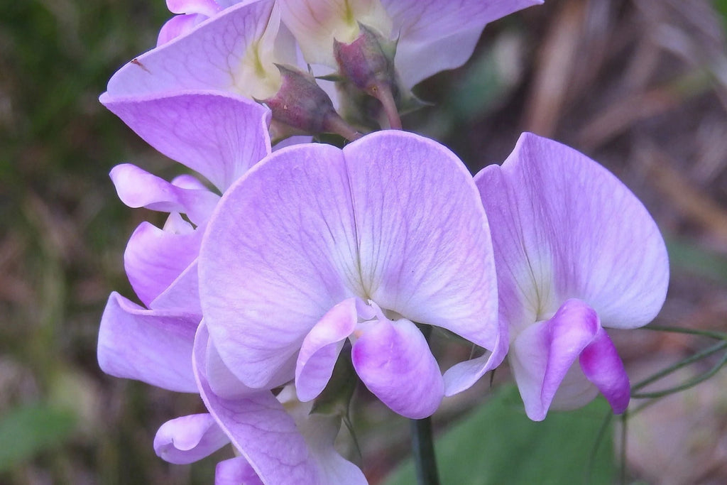 Perennial Sweet Pea 50 Seeds - Lathyrus Nervosus - Fragrant Vine -  - Cottage Garden - Trellis Climber - Non-GMO