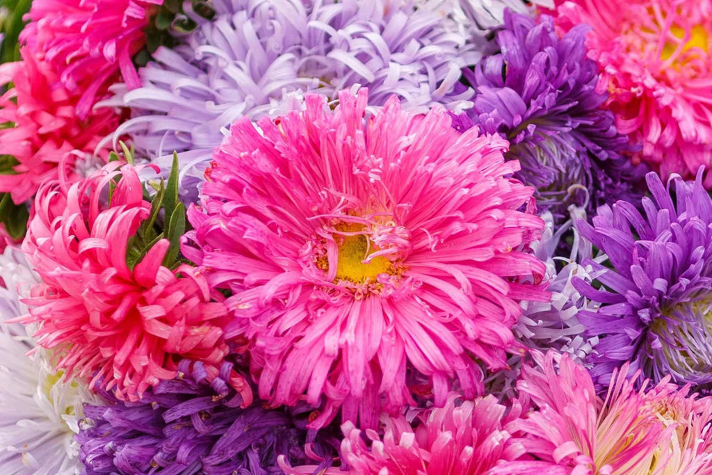 Giants of California Aster Seeds | Non-GMO | Pink, Purple, White Blooms | Cut Flowers |