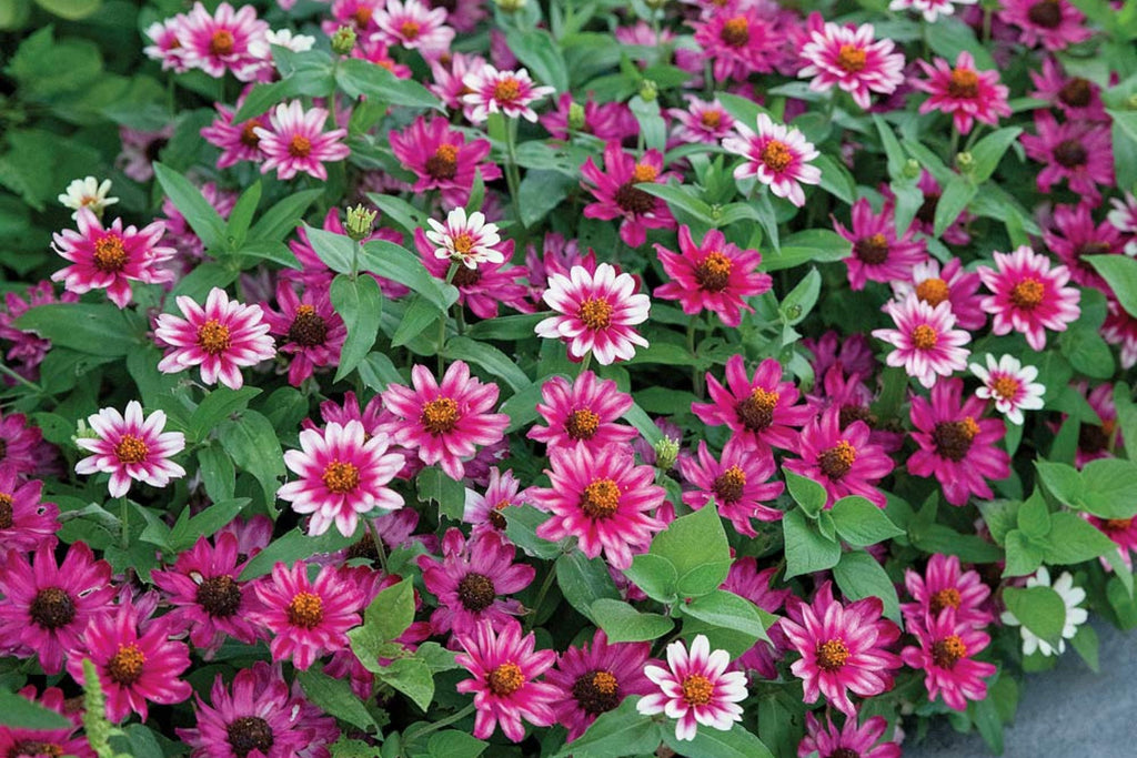 Profusion Cherry Bicolor Zinnia Seeds - 100+ Dual-Tone Blooms - USA Grown -  - Disease Resistant - Butterfly Garden