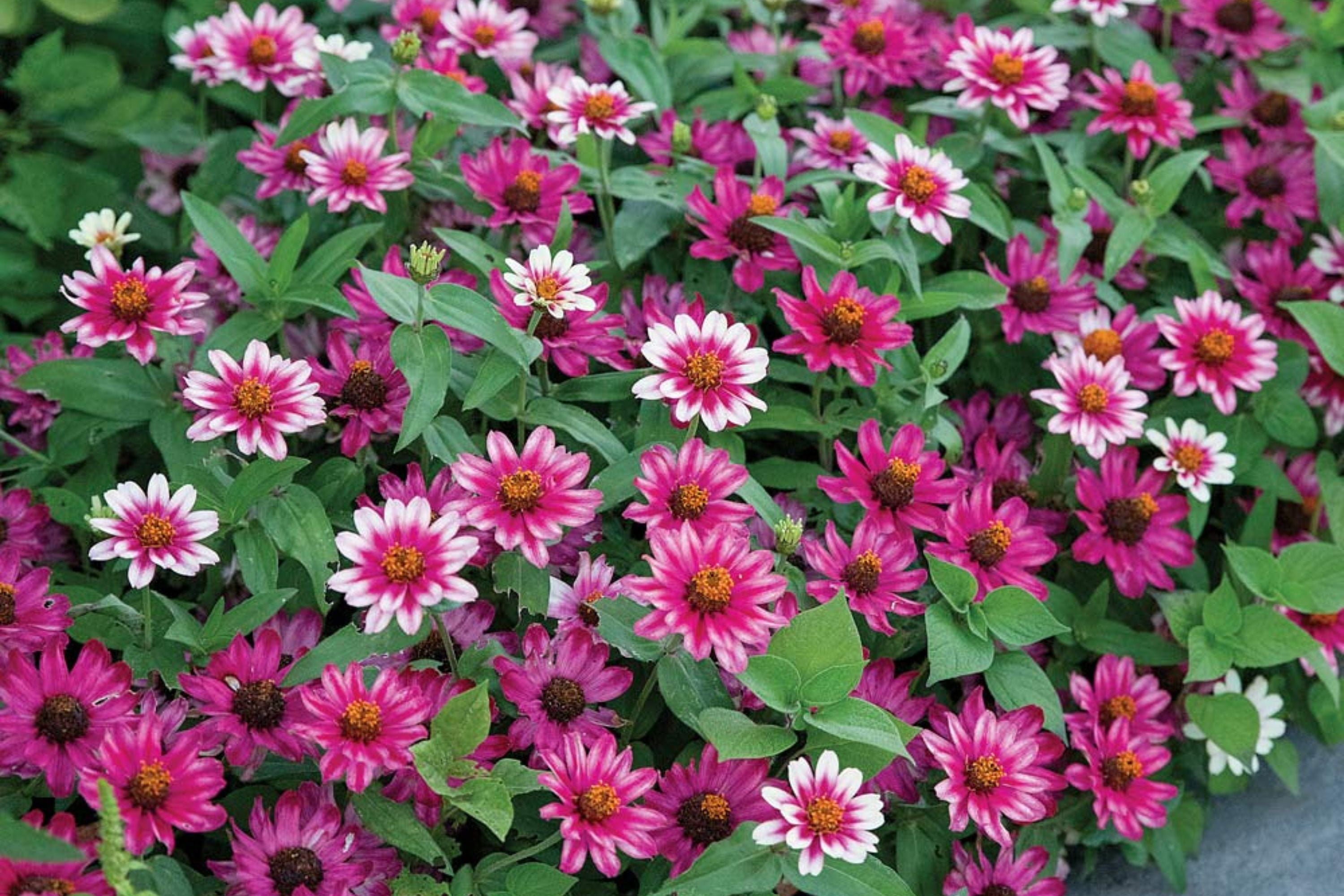 Profusion Cherry Bicolor Zinnia Seeds - 100+ Dual-Tone Blooms - USA Grown -  - Disease Resistant - Butterfly Garden