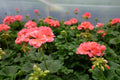 Patriot Salmon Geranium Seeds - 25+ Seeds - Vibrant Coral Blooms - USA Grown -  - Container & Garden Flowers