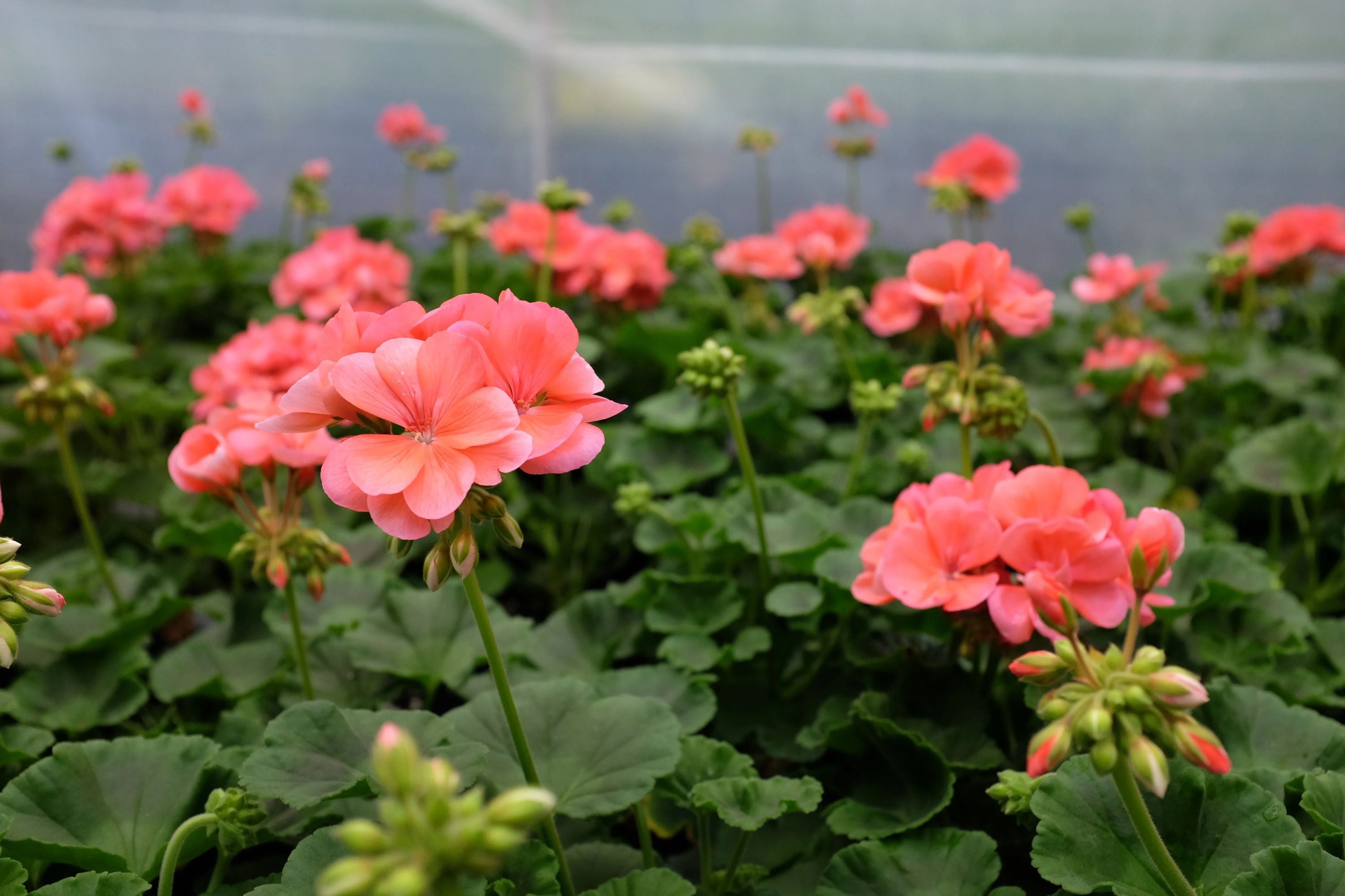 Patriot Salmon Geranium Seeds - 25+ Seeds - Vibrant Coral Blooms - USA Grown -  - Container & Garden Flowers
