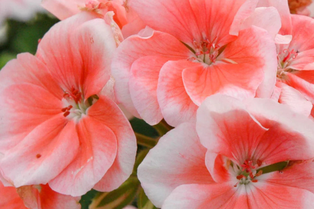 Patriot Salmon Geranium Seeds - 25+ Seeds - Vibrant Coral Blooms - USA Grown -  - Container & Garden Flowers