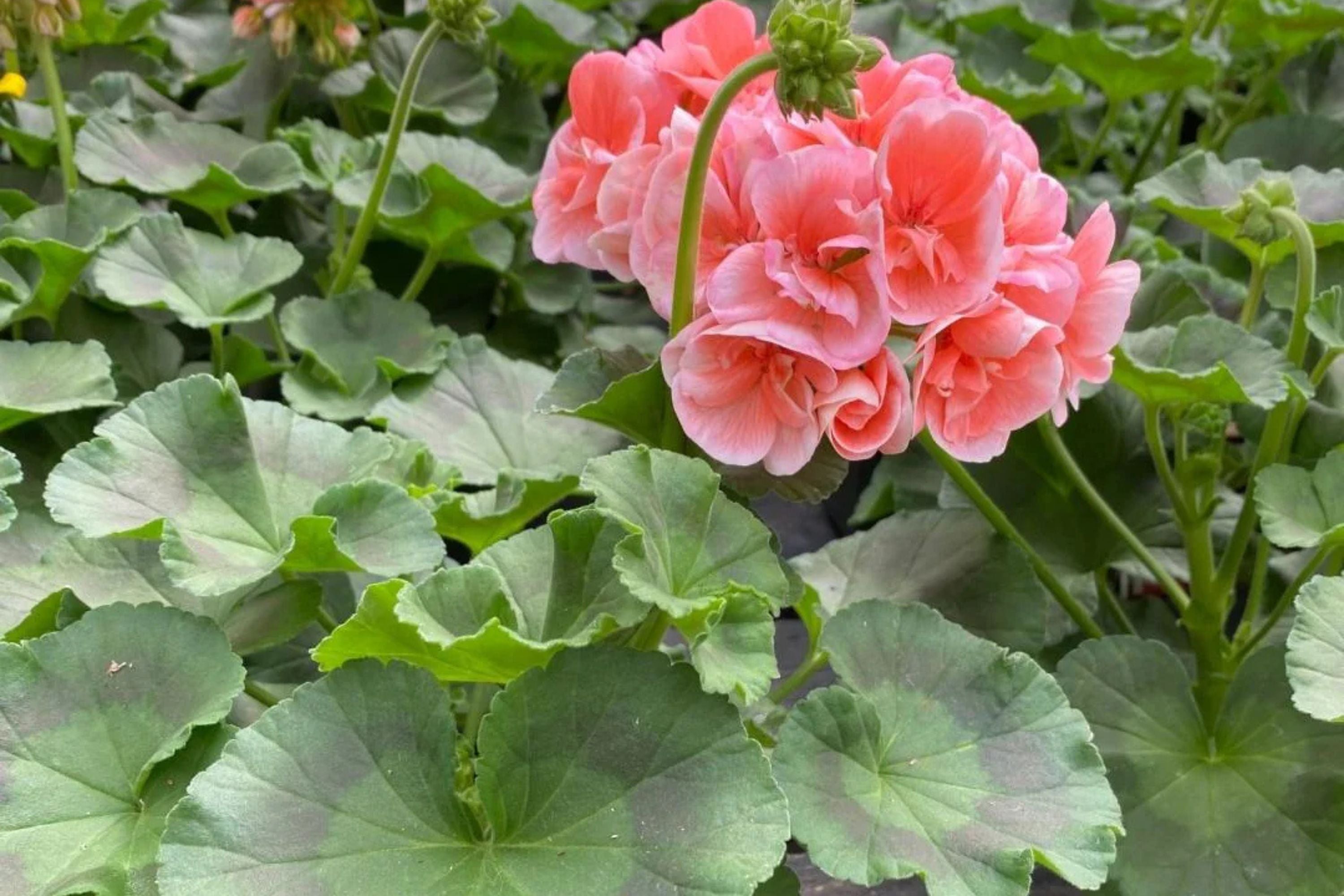 Patriot Salmon Geranium Seeds - 25+ Seeds - Vibrant Coral Blooms - USA Grown -  - Container & Garden Flowers