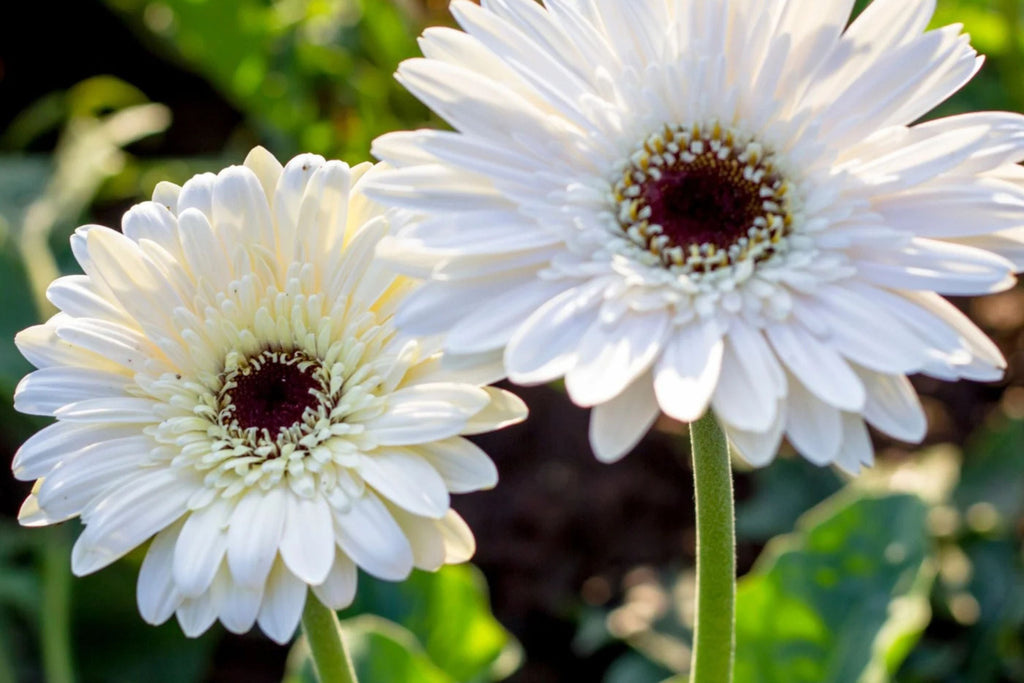 White Gerbera Daisy Seeds - 200+ Seeds - USA Grown - Large Blooms - Pollinator Friendly -  - Garden or Container Planting