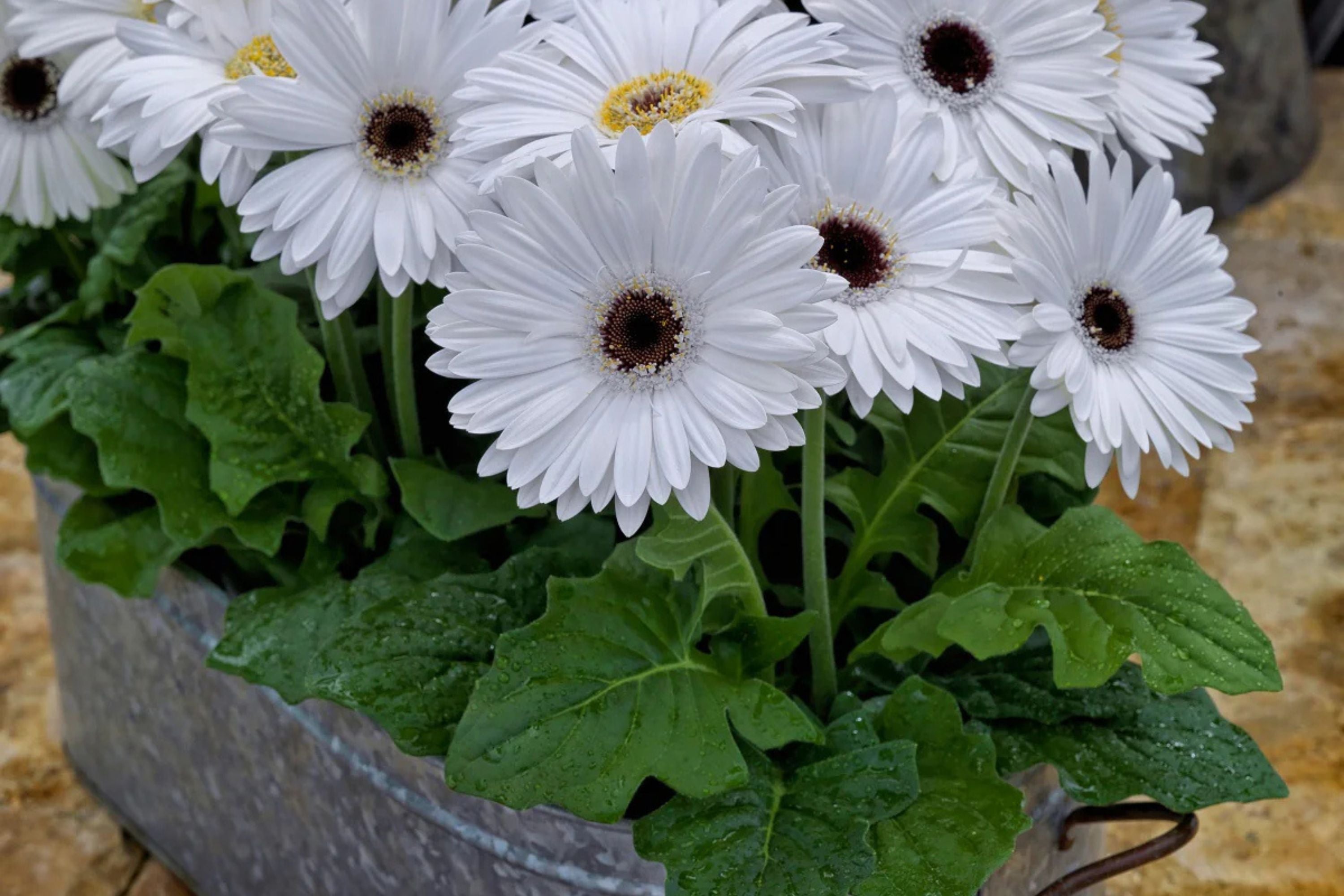 White Gerbera Daisy Seeds - 200+ Seeds - USA Grown - Large Blooms - Pollinator Friendly -  - Garden or Container Planting
