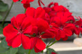 Precision Red Ice Ivy Leaf Geranium Seeds – 25+ Seeds – Vibrant Blooms – USA Grown –  – Easy to Grow – USDA Zones 10-11