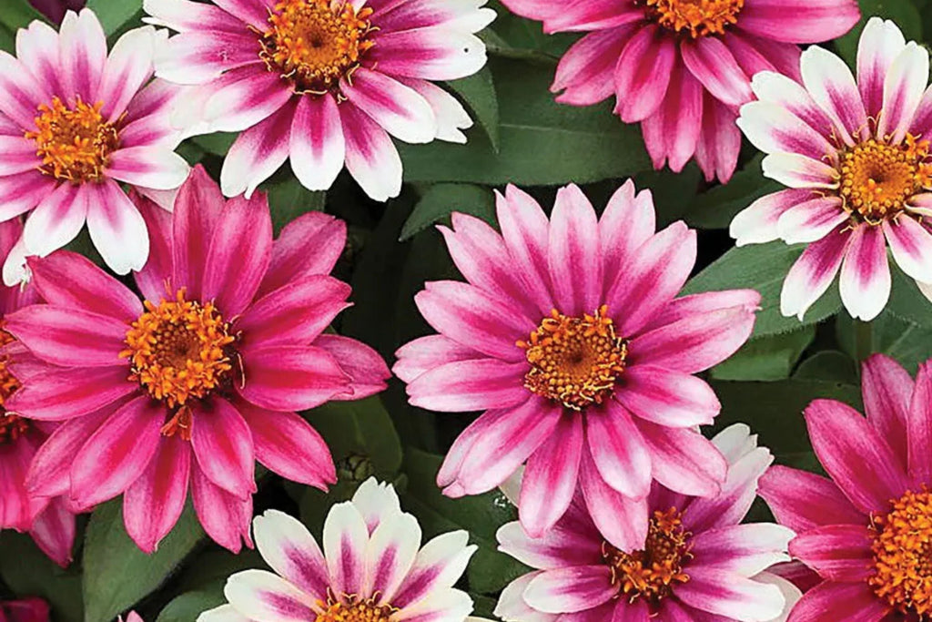 Profusion Cherry Bicolor Zinnia Seeds - 100+ Dual-Tone Blooms - USA Grown -  - Disease Resistant - Butterfly Garden