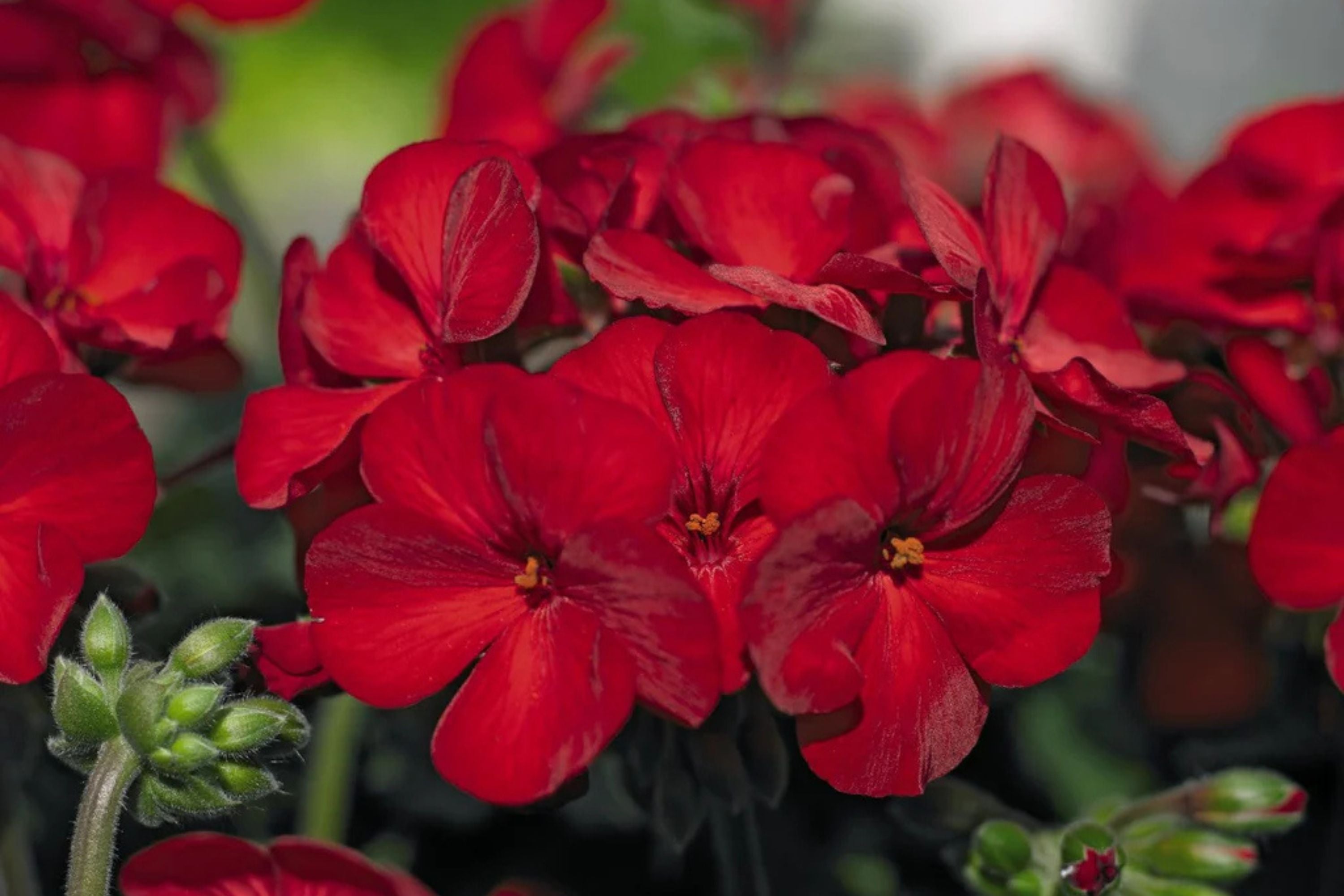 Precision Red Ice Ivy Leaf Geranium Seeds – 25+ Seeds – Vibrant Blooms – USA Grown –  – Easy to Grow – USDA Zones 10-11