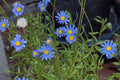 200+ Blue Marguerite Daisy Seeds – Elegant Garden Blooms – USA Grown –