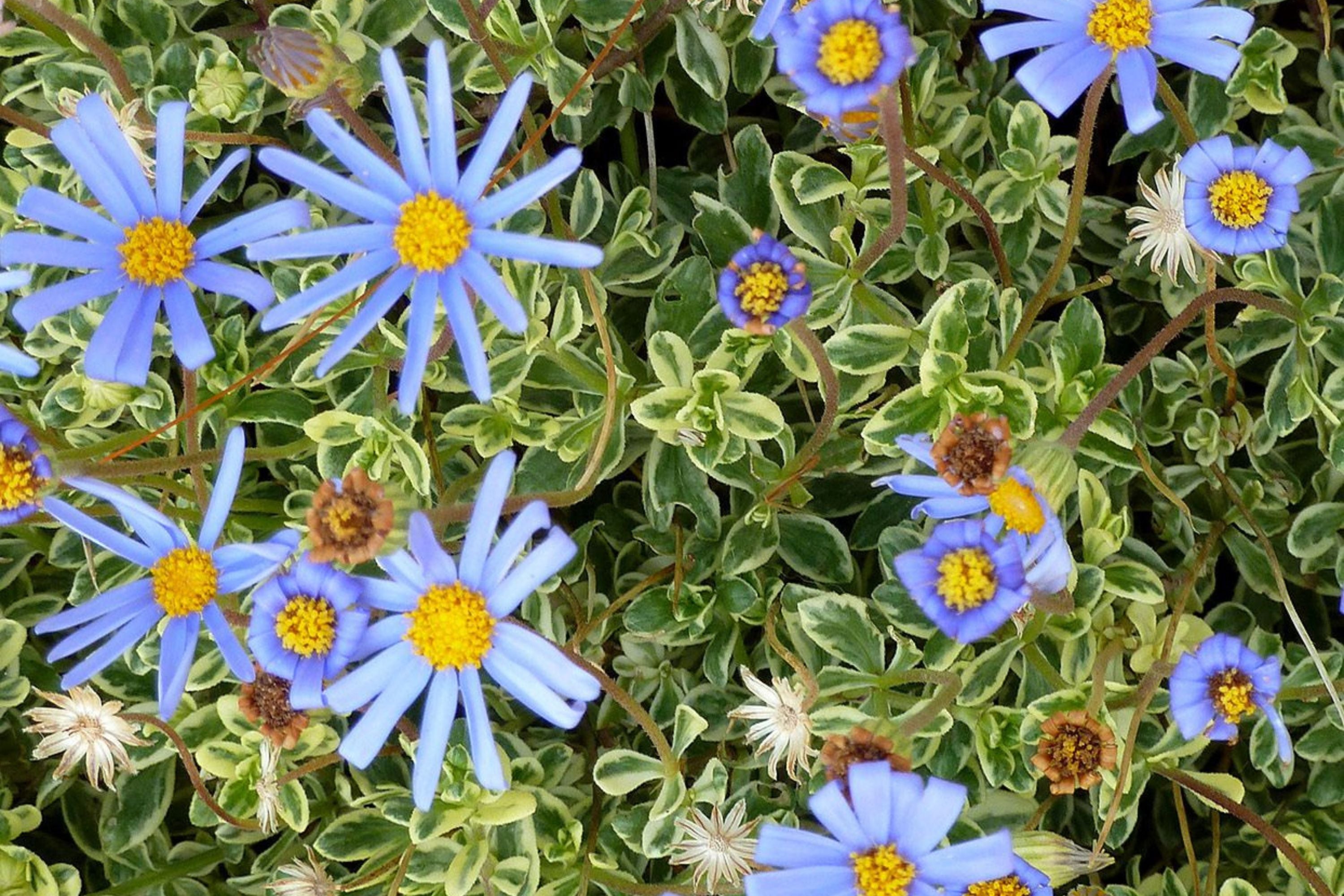 200+ Blue Marguerite Daisy Seeds – Elegant Garden Blooms – USA Grown –