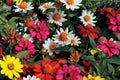 Zahara Double Brilliant Mix Zinnia Seeds – 100+ Hybrid Flower Seeds, , Disease-Resistant, Pollinator & Cut Flower Garden