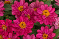 100+ Profusion Double Hot Cherry Zinnia Seeds – Bright Bold Blooms – Easy Garden Flowers – USA Grown –