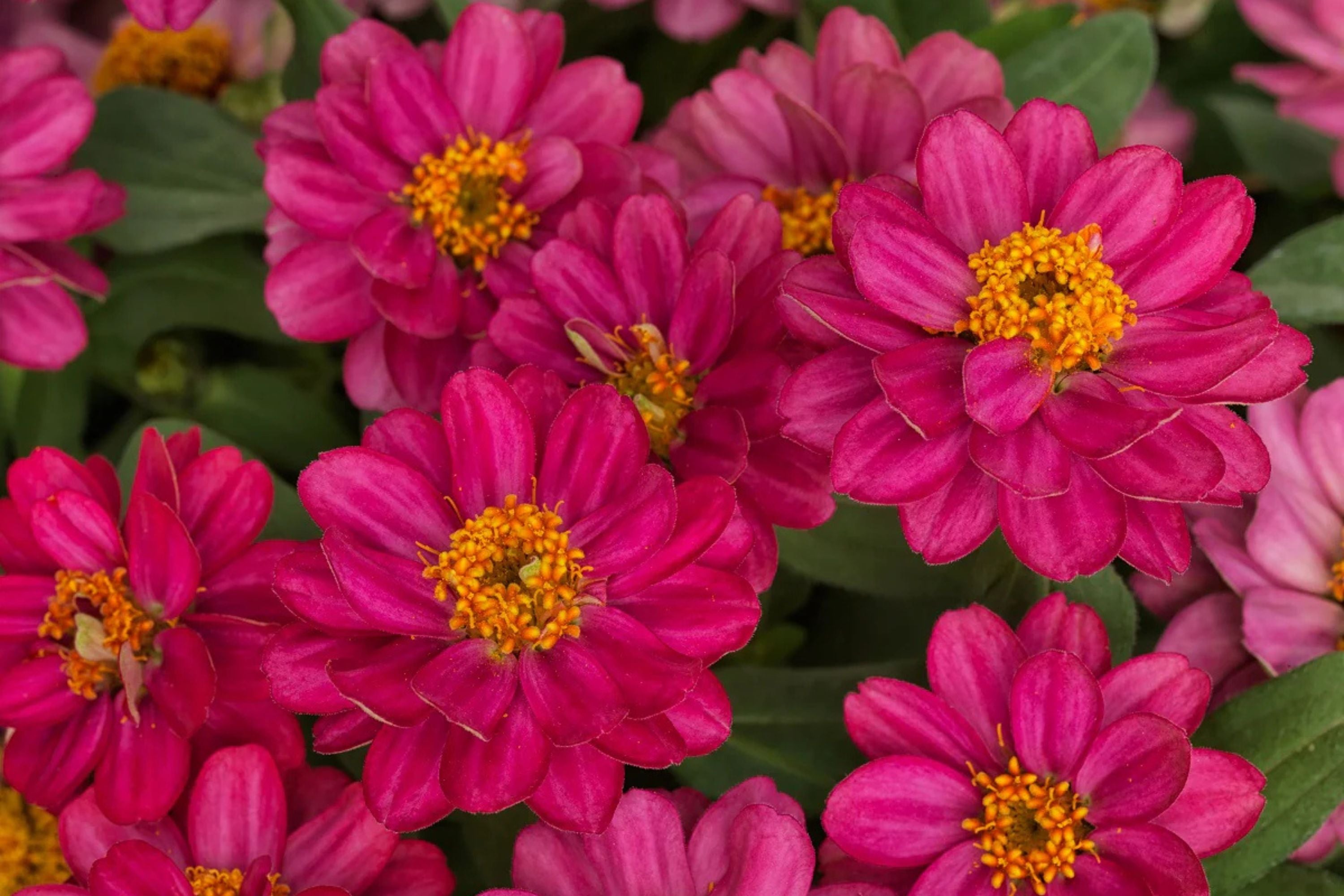 100+ Profusion Double Hot Cherry Zinnia Seeds – Bright Bold Blooms – Easy Garden Flowers – USA Grown –