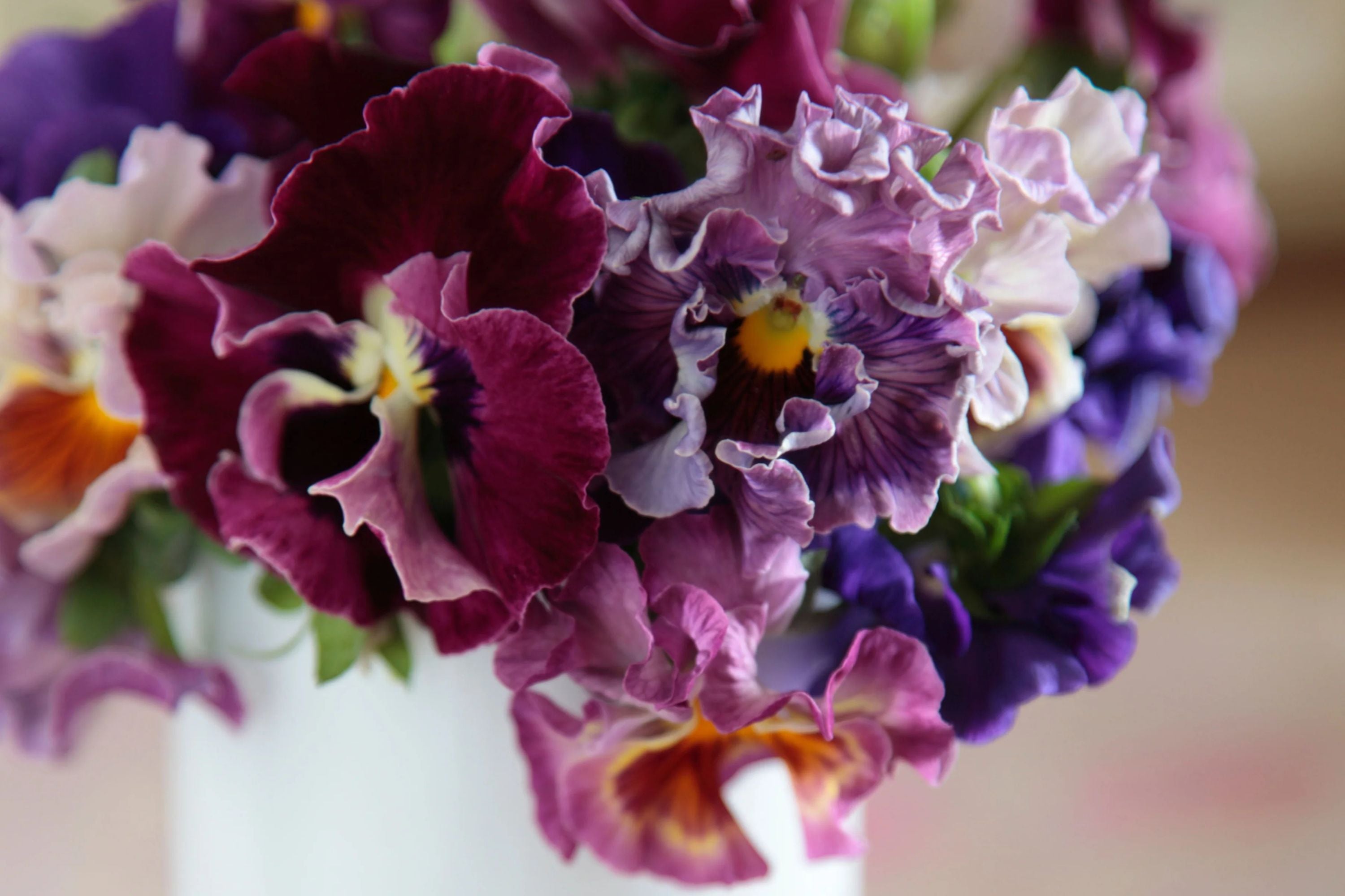 Moulin Rouge Mix Pansy Seeds – 200+ Heirloom Viola Seeds, , Dramatic Colors, Cool Weather Blooms, Container & Garden