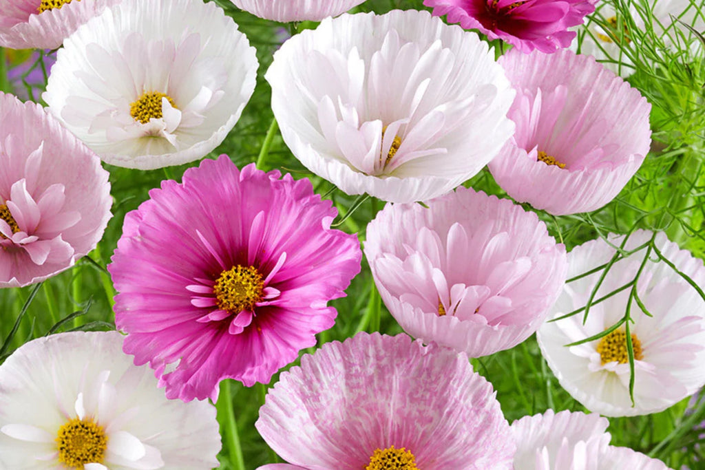 Cupcake Blush Cosmos Seeds - 200+ Dreamy Pink Blooms - USA Grown -  - Butterfly Garden - Cut Flowers - Easy to Grow
