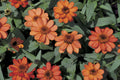 Profusion Apricot Zinnia Seeds – 100 Heirloom Flower Seeds, , Drought-Tolerant, Pollinator & Cut Flower Garden