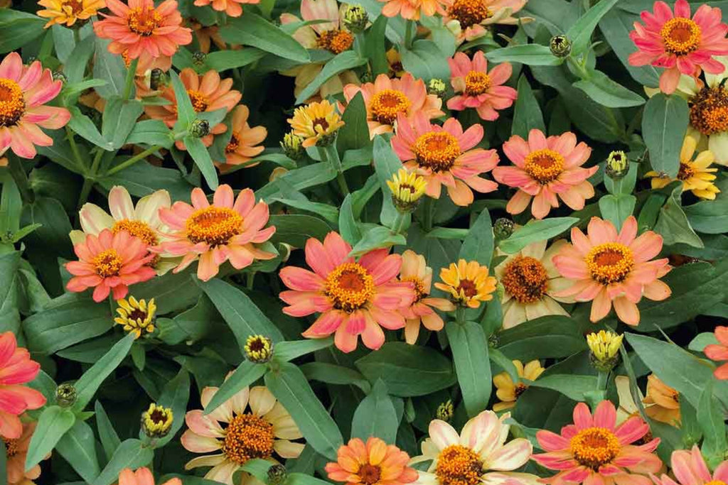 Profusion Apricot Zinnia Seeds – 100 Heirloom Flower Seeds, , Drought-Tolerant, Pollinator & Cut Flower Garden