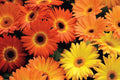 Majorette Gerbera Daisy Seeds – 200+ Premium Flower Seeds, , Compact & Colorful, Pollinator & Container Garden