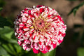 Bon Bon Mix Zinnia Seeds – 100+ Dwarf Flower Seeds, , Colorful Pom-Pom Blooms, Pollinator & Container Garden
