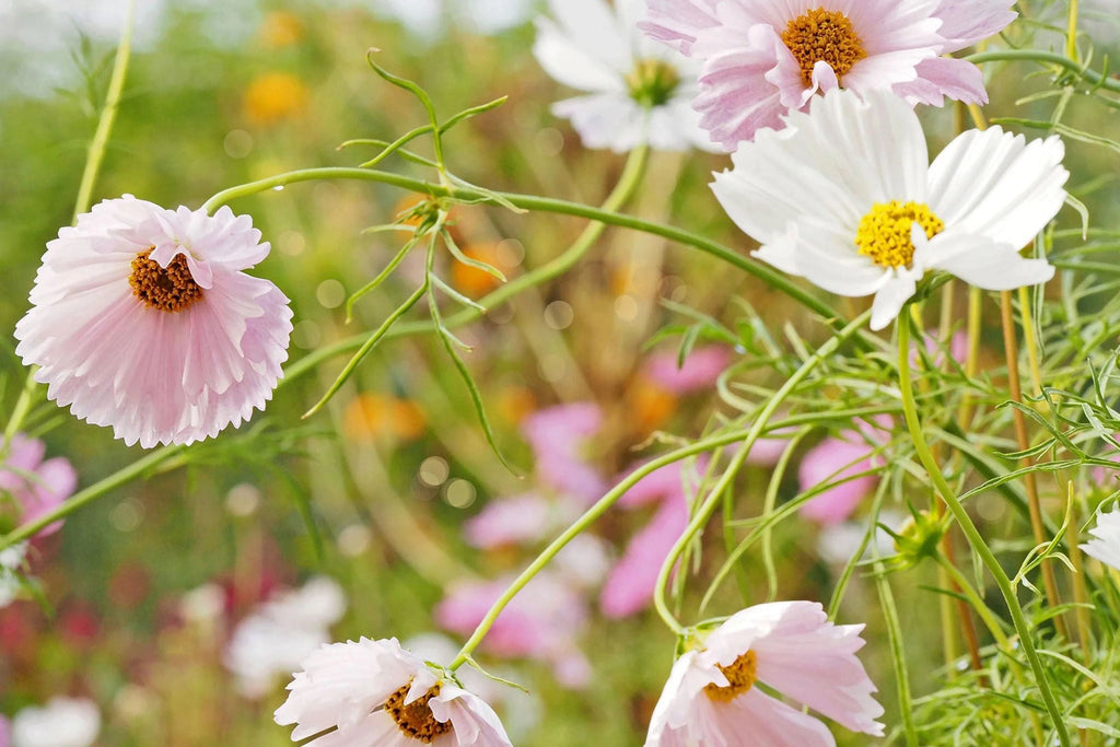 Cupcake Blush Cosmos Seeds - 200+ Dreamy Pink Blooms - USA Grown -  - Butterfly Garden - Cut Flowers - Easy to Grow