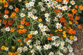 Linearis Mix Zinnia Seeds – 100+ Heirloom Flower Seeds, , Unique Star-Shaped Blooms, Pollinator & Cut Flower Garden