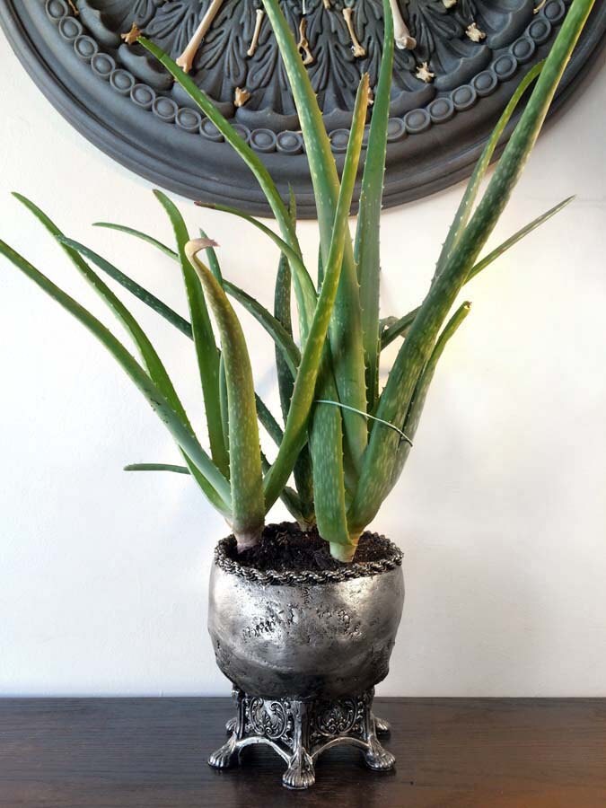 Human Skull Planter Pewter Finish, Hand Painted Resin Sculpture | Unique Gothic Home Decor | Spooky Art Gift and Gothic Home Decor