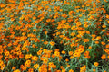 Starbright Mix Zinnia Seeds - 100+ Colorful Flower Seeds, , Pollinator Favorite, Cut Flower Garden, USA Grown