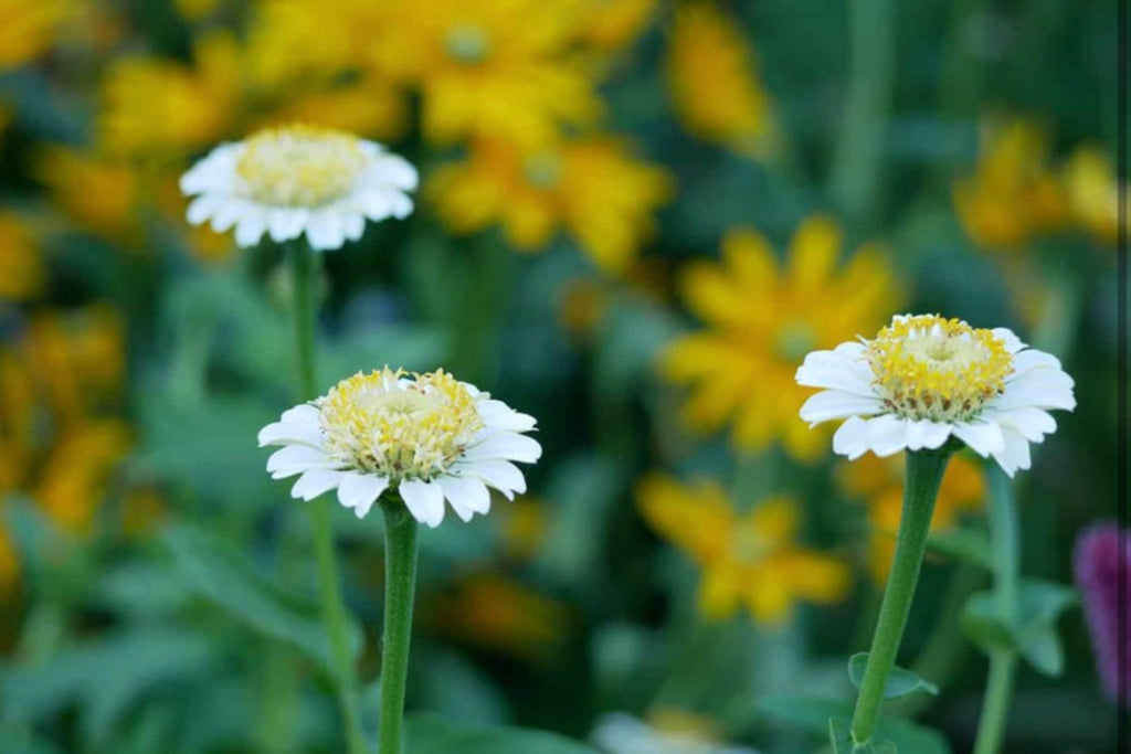 Zinderella White Zinnia Seeds – 100 Heirloom Flower Seeds, , Double Blooms, Cut Flower Garden, Pollinator Favorite