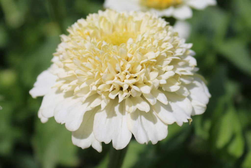 Zinderella White Zinnia Seeds – 100 Heirloom Flower Seeds, , Double Blooms, Cut Flower Garden, Pollinator Favorite