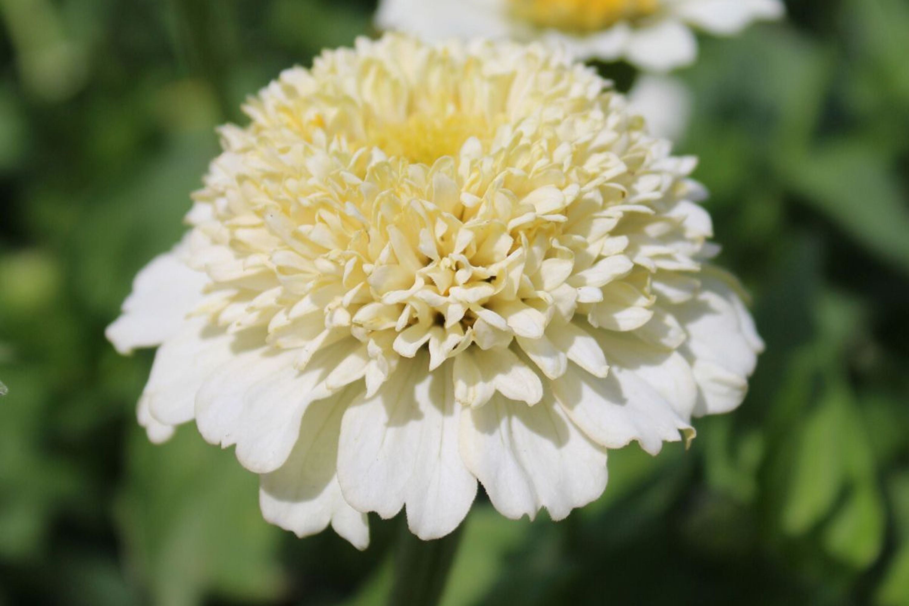 Zinderella White Zinnia Seeds – 100 Heirloom Flower Seeds, , Double Blooms, Cut Flower Garden, Pollinator Favorite