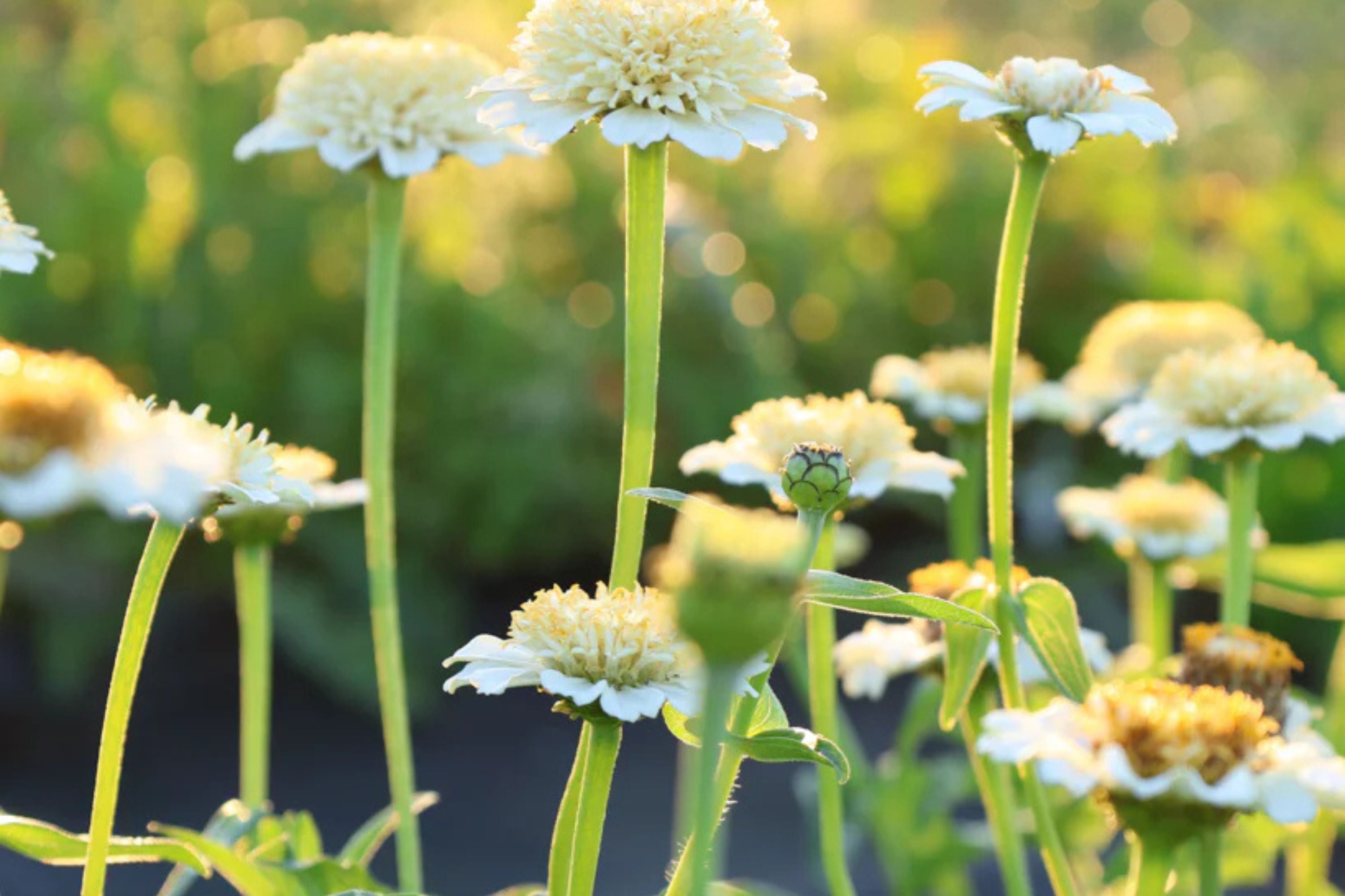 Zinderella White Zinnia Seeds – 100 Heirloom Flower Seeds, , Double Blooms, Cut Flower Garden, Pollinator Favorite