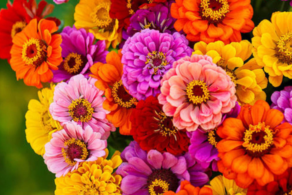 California Giants Mix Gerbera Daisy Seeds – 200 Flower Seeds, , Vibrant Colors, Cut Flower Garden, USA Grown
