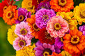 California Giants Mix Gerbera Daisy Seeds – 200 Flower Seeds, , Vibrant Colors, Cut Flower Garden, USA Grown