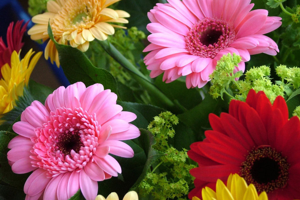 California Giants Mix Gerbera Daisy Seeds – 200 Flower Seeds, , Vibrant Colors, Cut Flower Garden, USA Grown