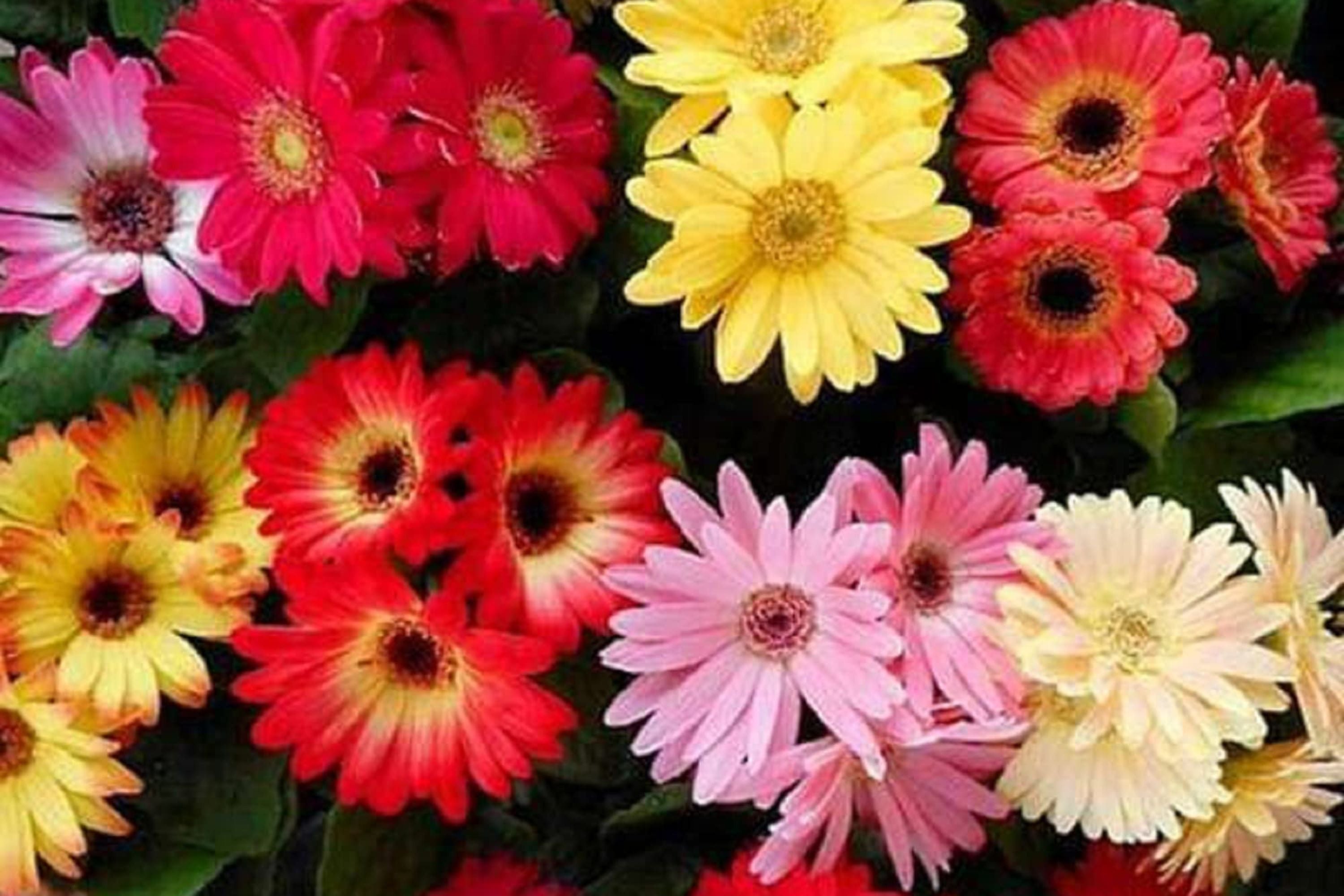 California Giants Mix Gerbera Daisy Seeds – 200 Flower Seeds, , Vibrant Colors, Cut Flower Garden, USA Grown