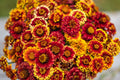 Aztec Sunset Zinnia Seeds - 100+ Heirloom Flower Seeds, USA Grown, , Pollinator Favorite, Cut Flower Garden