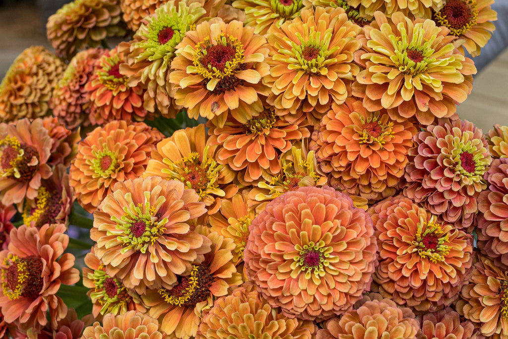Queen Lime Orange Zinnia Seeds – 100 Heirloom Flower Seeds, USA Grown, , Pollinator Magnet, Cut Flower Garden