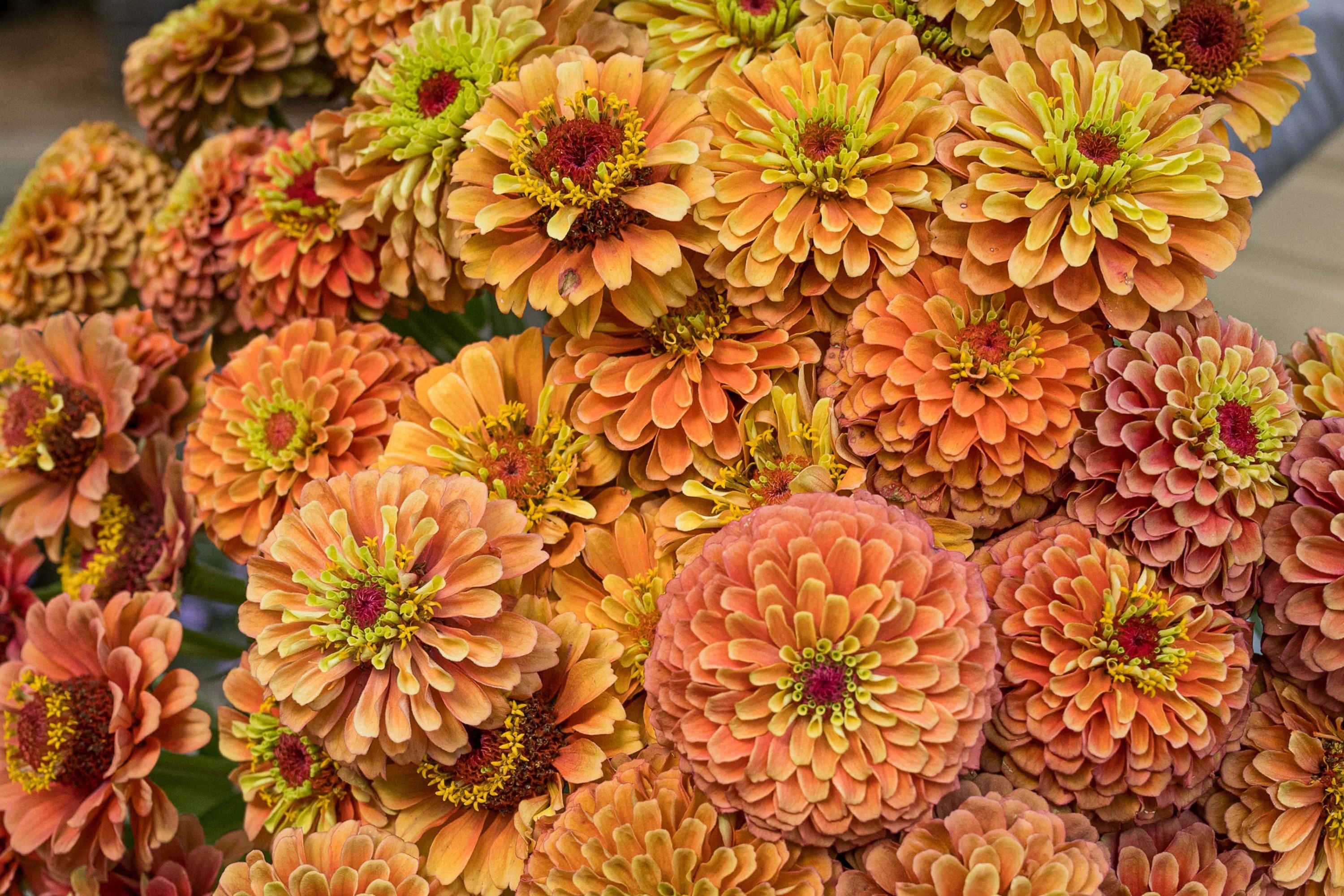 Queen Lime Orange Zinnia Seeds – 100 Heirloom Flower Seeds, USA Grown, , Pollinator Magnet, Cut Flower Garden
