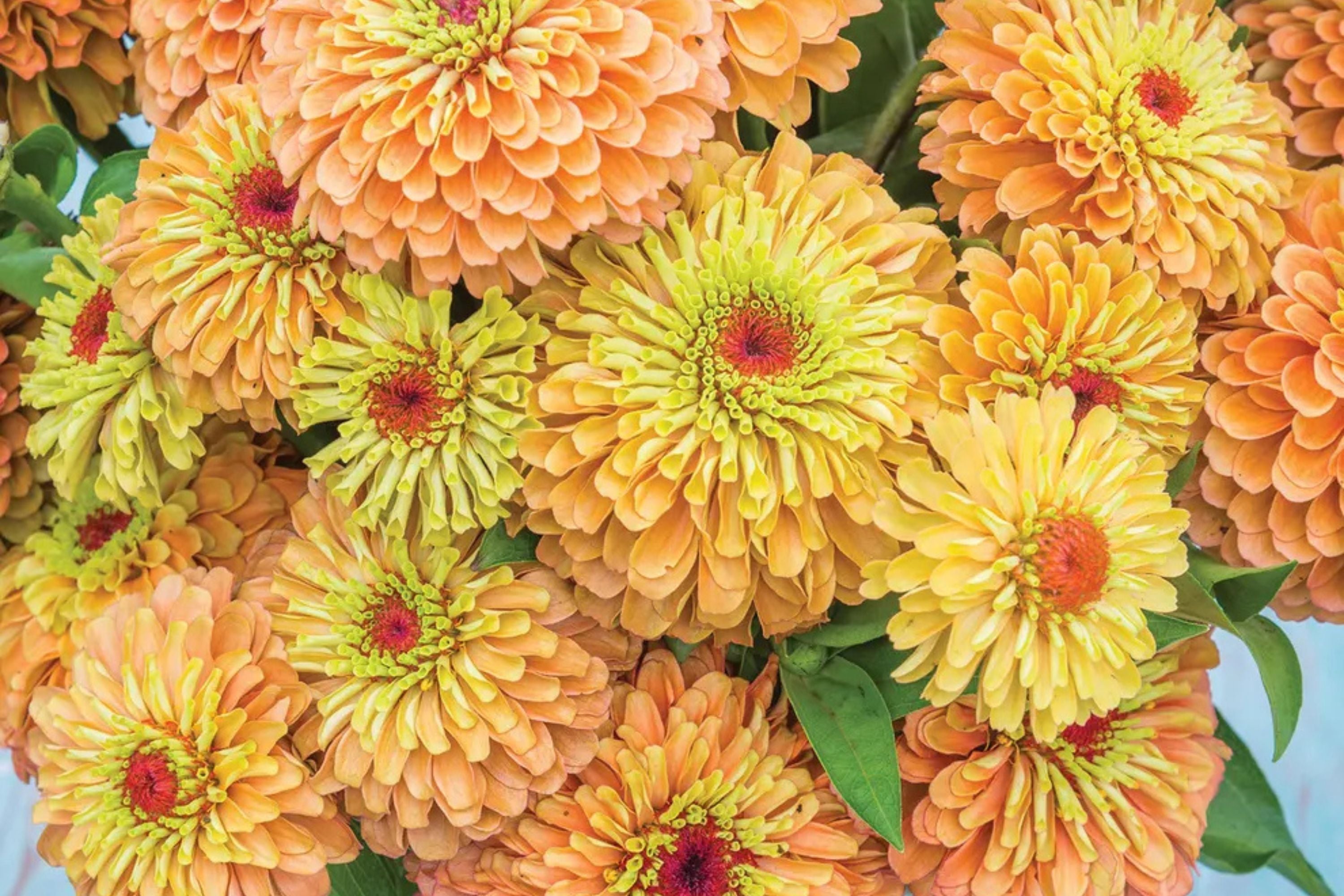 Queen Lime Orange Zinnia Seeds – 100 Heirloom Flower Seeds, USA Grown, , Pollinator Magnet, Cut Flower Garden